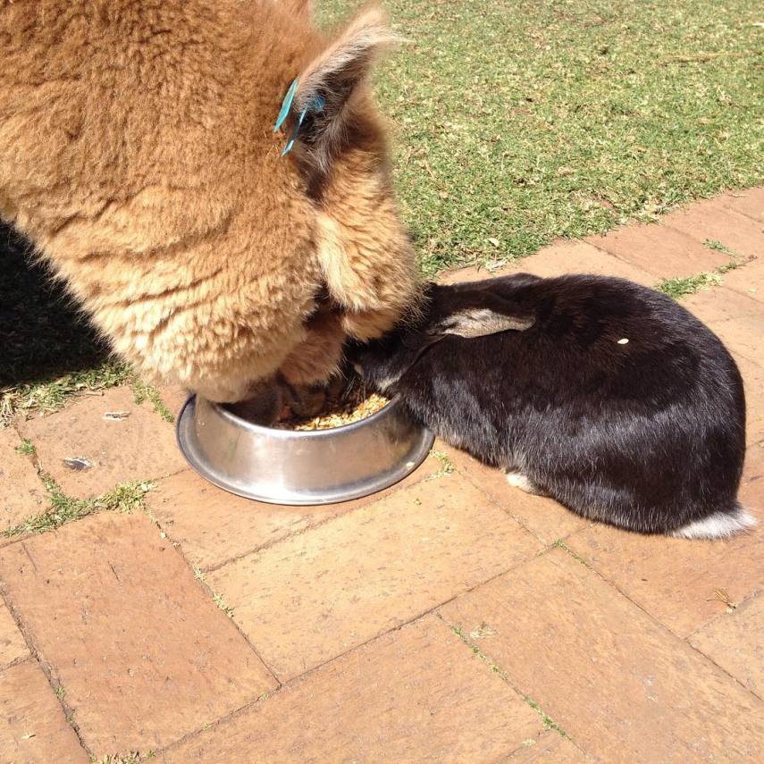 Chewy é o animal de estimação do australiano Matt, de 13 anos. A alpaca divide o espaço com a família e um coelho