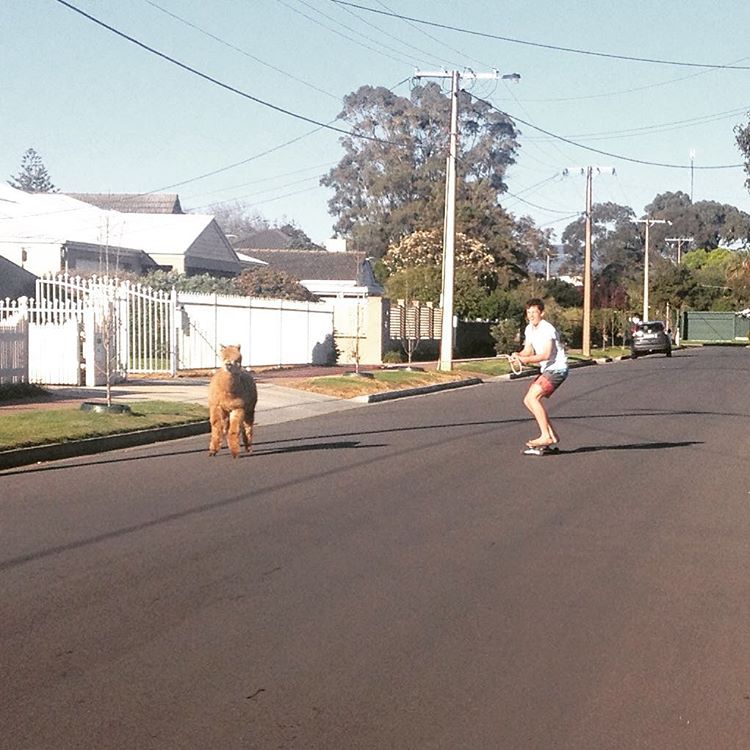 Chewy é o animal de estimação do australiano Matt, de 13 anos. A alpaca divide o espaço com a família e um coelho