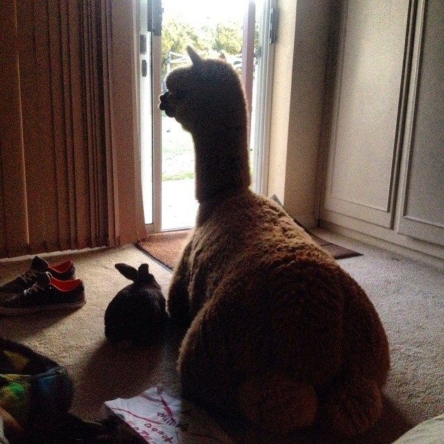 Chewy é o animal de estimação do australiano Matt, de 13 anos. A alpaca divide o espaço com a família e um coelho