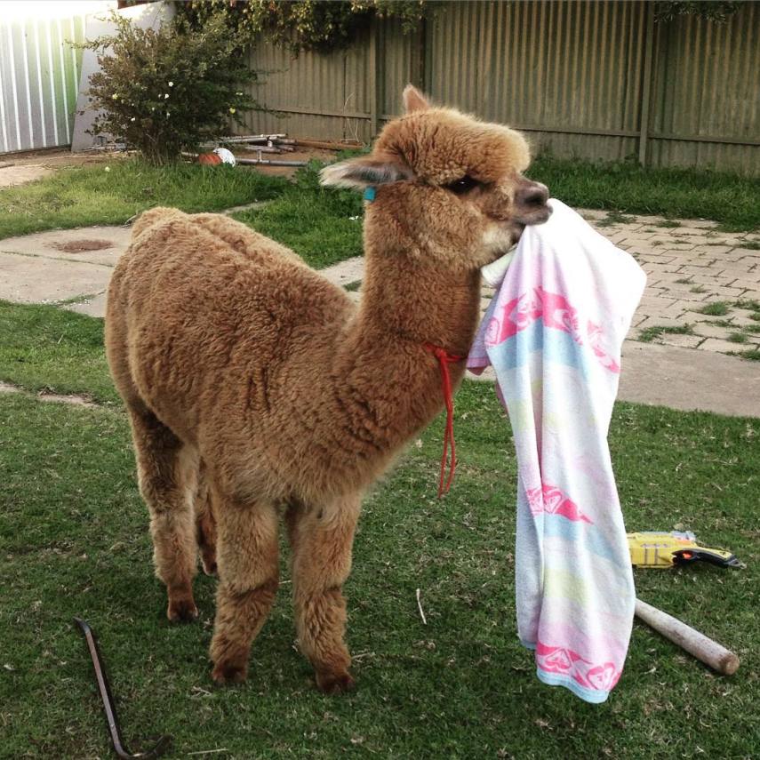 Chewy é o animal de estimação do australiano Matt, de 13 anos. A alpaca divide o espaço com a família e um coelho
