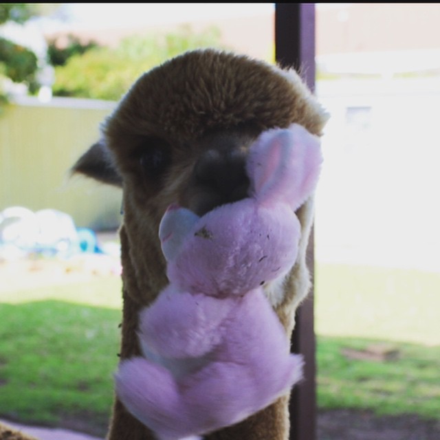 Chewy é o animal de estimação do australiano Matt, de 13 anos. A alpaca divide o espaço com a família e um coelho