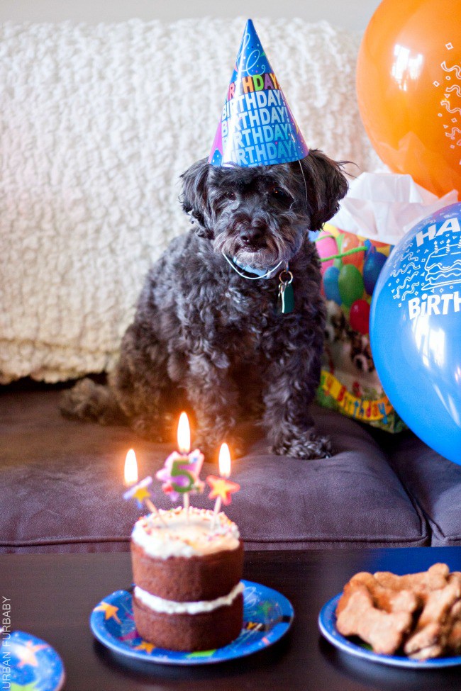 Donos não tem limites na criatividade para agradar seus pets no dia do aniversário!