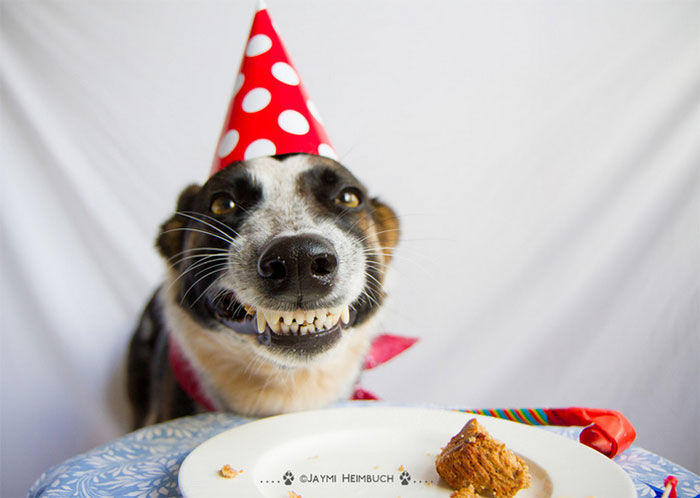 Donos não tem limites na criatividade para agradar seus pets no dia do aniversário!