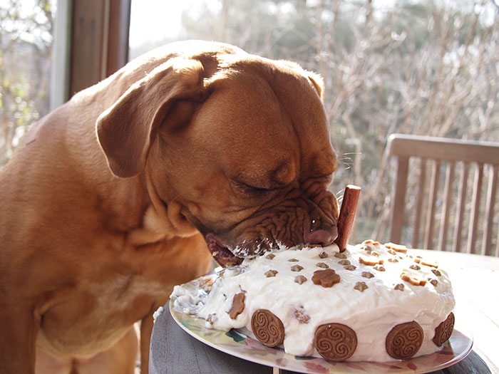 Donos não tem limites na criatividade para agradar seus pets no dia do aniversário!