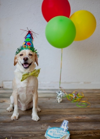 Donos não tem limites na criatividade para agradar seus pets no dia do aniversário!