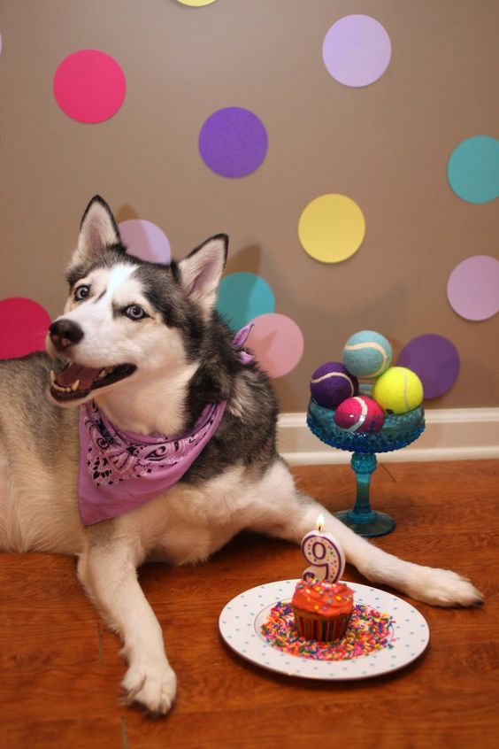 Donos não tem limites na criatividade para agradar seus pets no dia do aniversário!