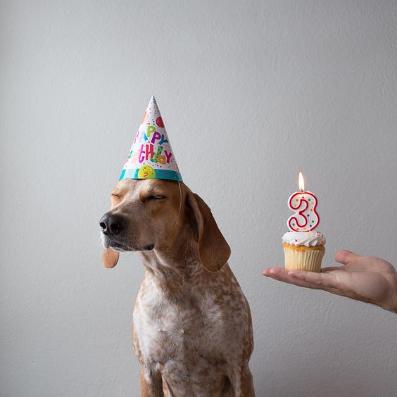 Donos não tem limites na criatividade para agradar seus pets no dia do aniversário!