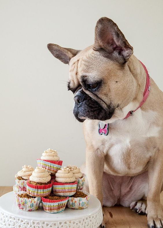 Donos não tem limites na criatividade para agradar seus pets no dia do aniversário!