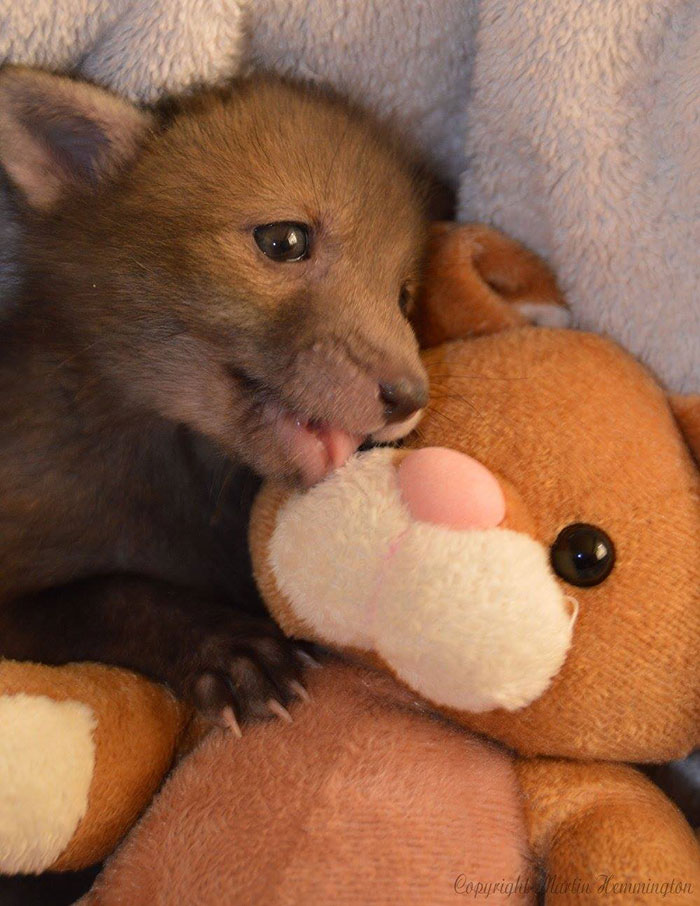 Encontrado com apenas duas semanas de vida, esse filhotinho de raposa viu em um coelho de pelúcia o seu melhor amigo