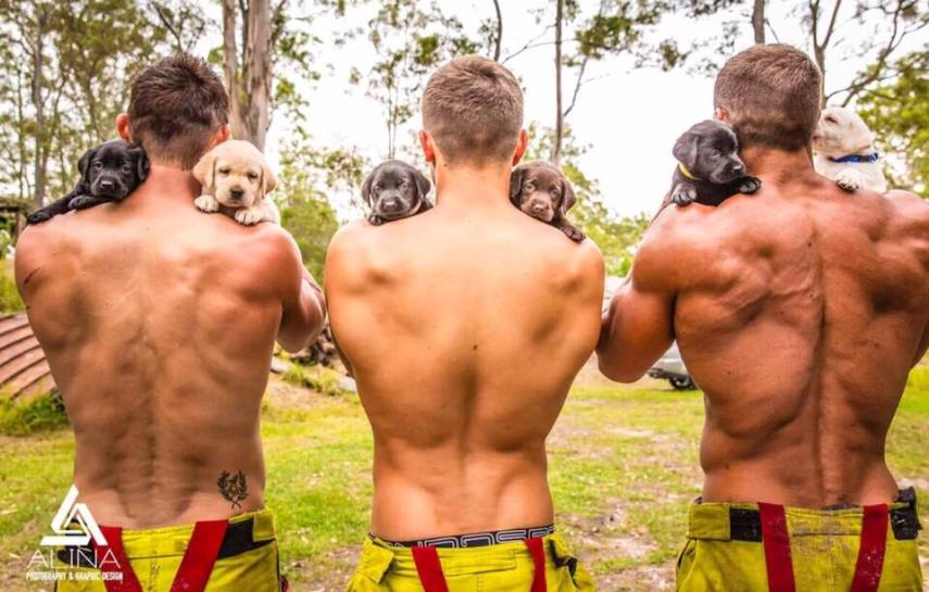 Bombeiros posam com cães de instituição de animais abandonados para calendário em prol de hospital infantil, na Austrália