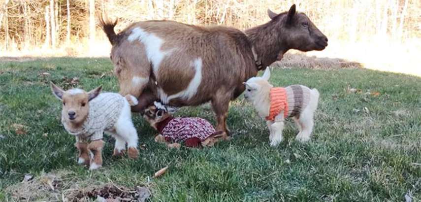 Os cabritinhos são irmãos e nasceram em uma fazenda do Maine, nos Estados Unidos. Os animais ganharam roupinhas para enfrentar temperaturas abaixo de zero, e os fazendeiros não resistiram a tanta fofura e compartilharam as fotos nas redes sociais.