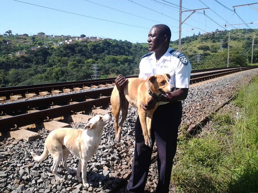 Hero, o cão branco, ficou ao lado da companheira atropelada o tempo todo. Saiu de lá apenas para conseguir comida e trouxe para a cadela. Leal, o cão permaneceu ao lado da companheira até a chegada do resgate