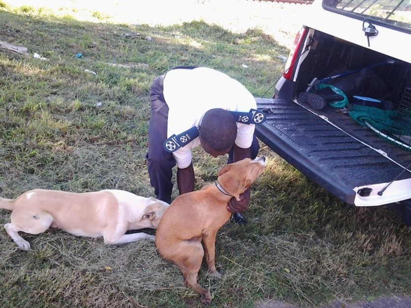 Hero, o cão branco, ficou ao lado da companheira atropelada o tempo todo. Saiu de lá apenas para conseguir comida e trouxe para a cadela. Leal, o cão permaneceu ao lado da companheira até a chegada do resgate