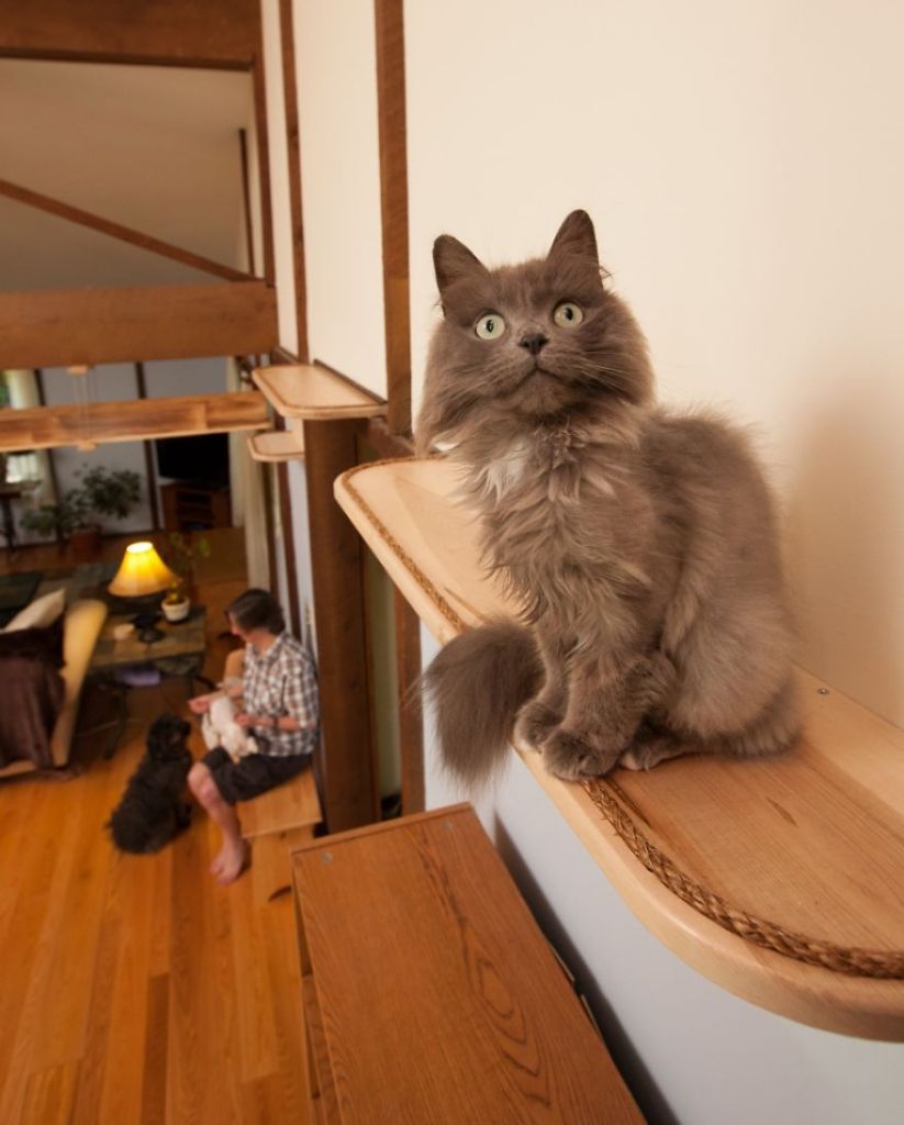 Arquiteta construiu estruturas por todo o ambiente criando um espaço totalmente paralelo para que os nove gatos da casa possam se divertir sem precisar descer no chão