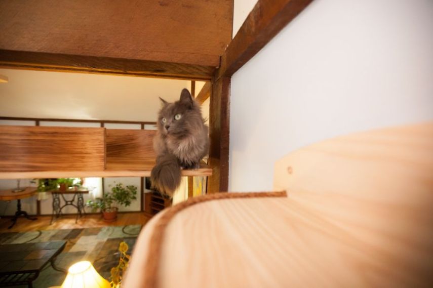 Arquiteta construiu estruturas por todo o ambiente criando um espaço totalmente paralelo para que os nove gatos da casa possam se divertir sem precisar descer no chão