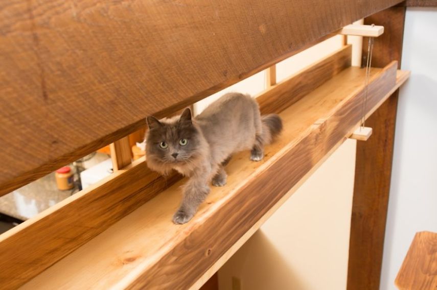 Arquiteta construiu estruturas por todo o ambiente criando um espaço totalmente paralelo para que os nove gatos da casa possam se divertir sem precisar descer no chão