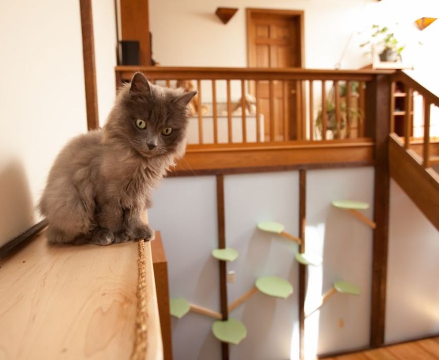 Arquiteta construiu estruturas por todo o ambiente criando um espaço totalmente paralelo para que os nove gatos da casa possam se divertir sem precisar descer no chão