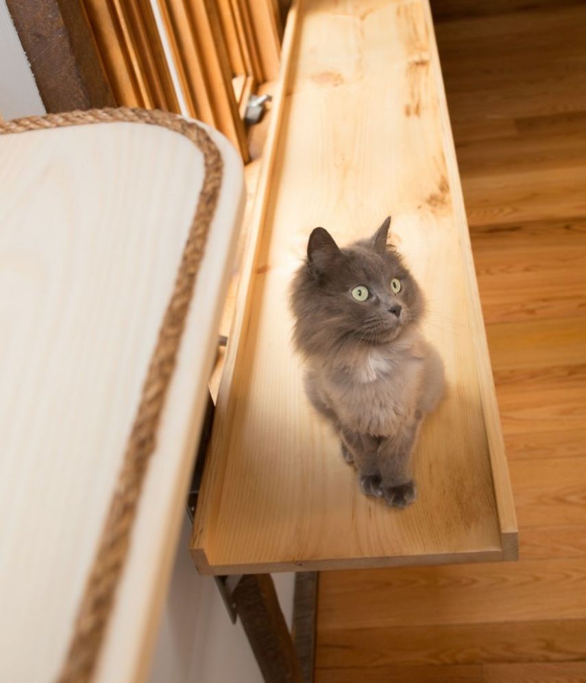 Arquiteta construiu estruturas por todo o ambiente criando um espaço totalmente paralelo para que os nove gatos da casa possam se divertir sem precisar descer no chão