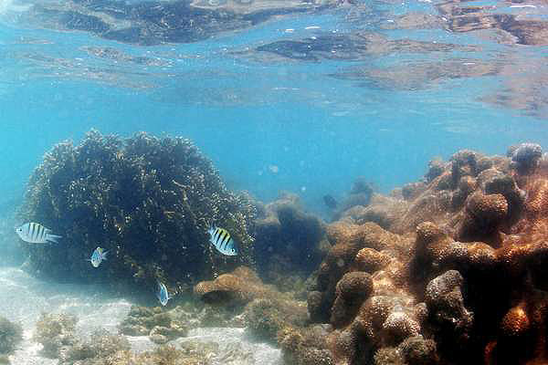 Com a água morna e transparente na altura dos joelhos, é possível observar os recifes de corais e a vida marinha