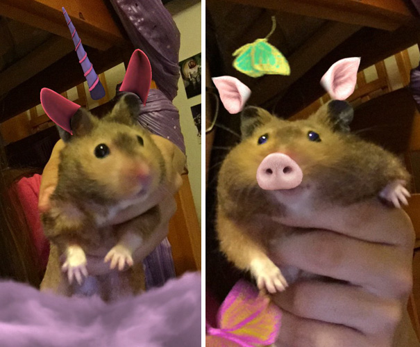 Esses donos resolveram dar uma zuadinha básica no Snap e testaram os filtros mais loucos nos pets. Muito amor, né?
