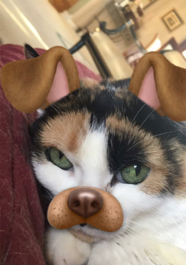 Esses donos resolveram dar uma zuadinha básica no Snap e testaram os filtros mais loucos nos pets. Muito amor, né?