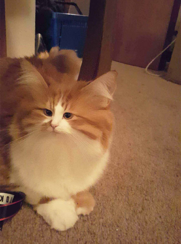 Esses donos resolveram dar uma zuadinha básica no Snap e testaram os filtros mais loucos nos pets. Muito amor, né?