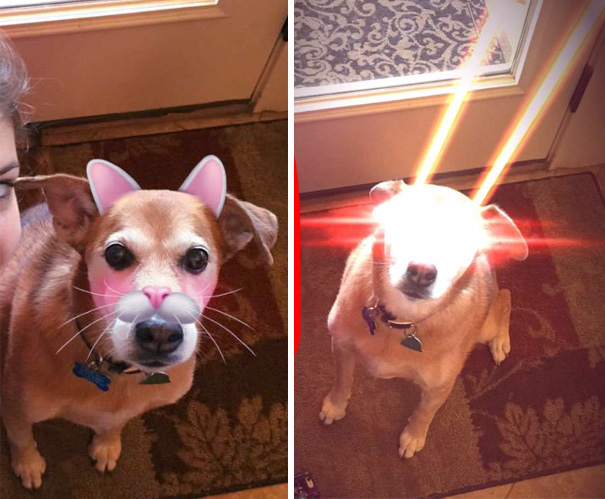 Esses donos resolveram dar uma zuadinha básica no Snap e testaram os filtros mais loucos nos pets. Muito amor, né?