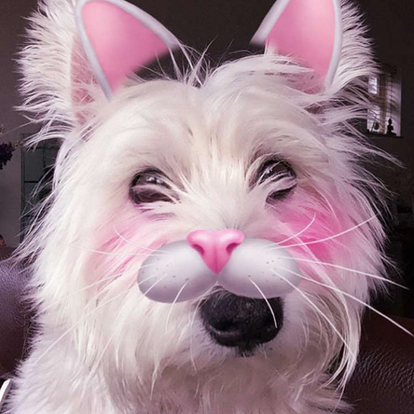 Esses donos resolveram dar uma zuadinha básica no Snap e testaram os filtros mais loucos nos pets. Muito amor, né?
