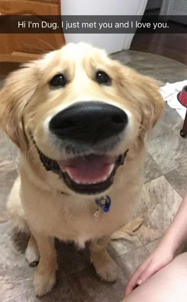 Esses donos resolveram dar uma zuadinha básica no Snap e testaram os filtros mais loucos nos pets. Muito amor, né?