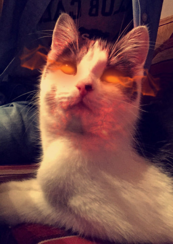 Esses donos resolveram dar uma zuadinha básica no Snap e testaram os filtros mais loucos nos pets. Muito amor, né?