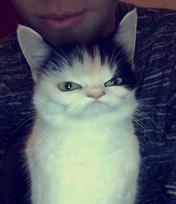 Esses donos resolveram dar uma zuadinha básica no Snap e testaram os filtros mais loucos nos pets. Muito amor, né?