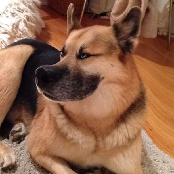 Esses donos resolveram dar uma zuadinha básica no Snap e testaram os filtros mais loucos nos pets. Muito amor, né?