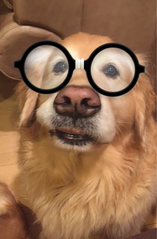 Esses donos resolveram dar uma zuadinha básica no Snap e testaram os filtros mais loucos nos pets. Muito amor, né?