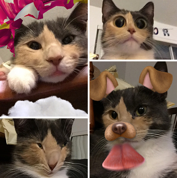 Esses donos resolveram dar uma zuadinha básica no Snap e testaram os filtros mais loucos nos pets. Muito amor, né?