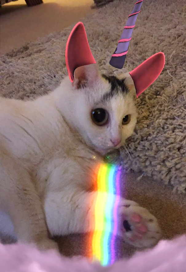 Esses donos resolveram dar uma zuadinha básica no Snap e testaram os filtros mais loucos nos pets. Muito amor, né?