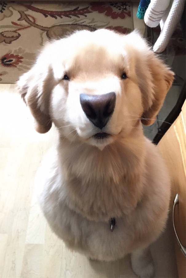 Esses donos resolveram dar uma zuadinha básica no Snap e testaram os filtros mais loucos nos pets. Muito amor, né?