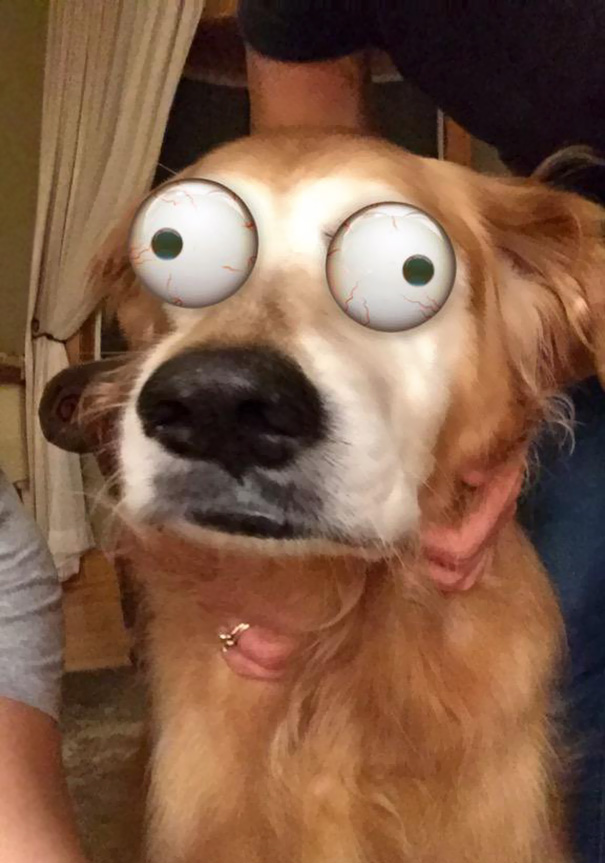 Esses donos resolveram dar uma zuadinha básica no Snap e testaram os filtros mais loucos nos pets. Muito amor, né?