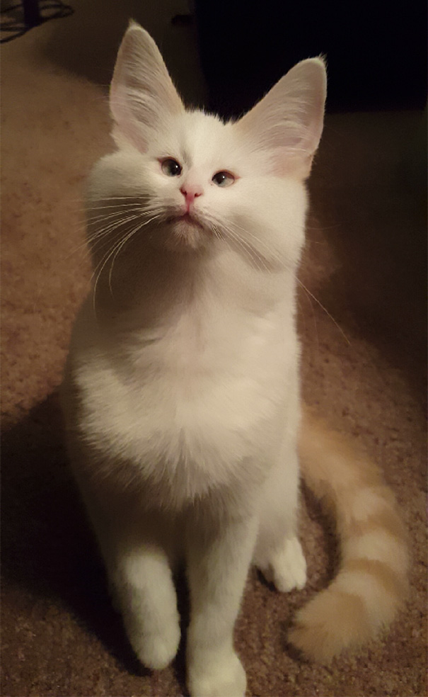 Esses donos resolveram dar uma zuadinha básica no Snap e testaram os filtros mais loucos nos pets. Muito amor, né?