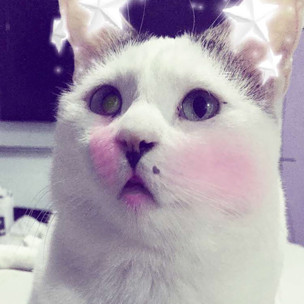 Esses donos resolveram dar uma zuadinha básica no Snap e testaram os filtros mais loucos nos pets. Muito amor, né?