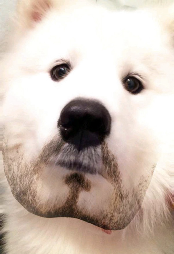 Esses donos resolveram dar uma zuadinha básica no Snap e testaram os filtros mais loucos nos pets. Muito amor, né?