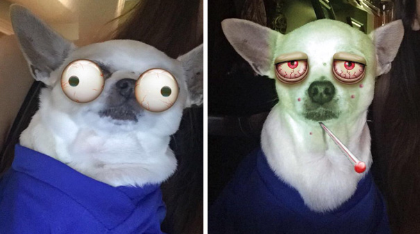 Esses donos resolveram dar uma zuadinha básica no Snap e testaram os filtros mais loucos nos pets. Muito amor, né?
