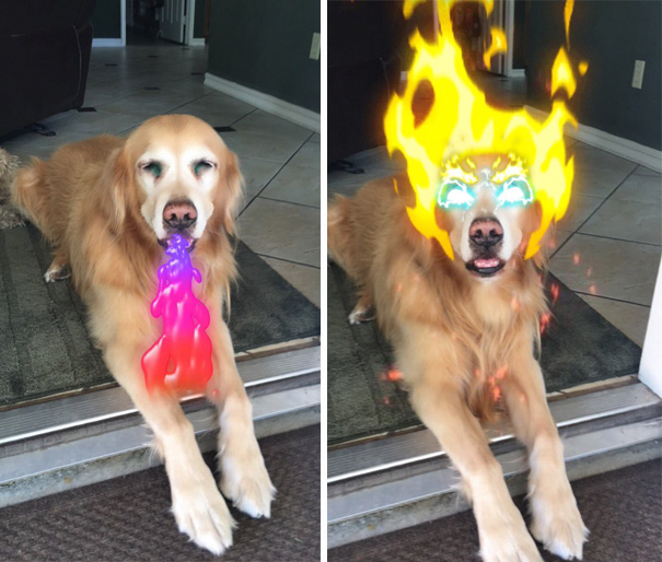 Esses donos resolveram dar uma zuadinha básica no Snap e testaram os filtros mais loucos nos pets. Muito amor, né?