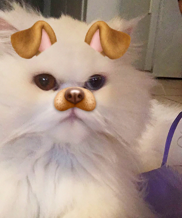 Esses donos resolveram dar uma zuadinha básica no Snap e testaram os filtros mais loucos nos pets. Muito amor, né?