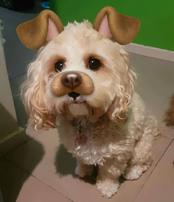 Esses donos resolveram dar uma zuadinha básica no Snap e testaram os filtros mais loucos nos pets. Muito amor, né?