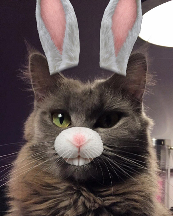Esses donos resolveram dar uma zuadinha básica no Snap e testaram os filtros mais loucos nos pets. Muito amor, né?