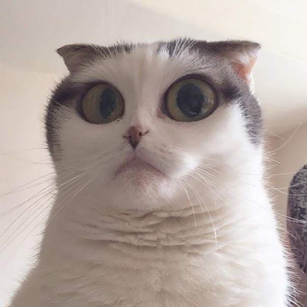 Esses donos resolveram dar uma zuadinha básica no Snap e testaram os filtros mais loucos nos pets. Muito amor, né?