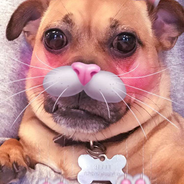 Esses donos resolveram dar uma zuadinha básica no Snap e testaram os filtros mais loucos nos pets. Muito amor, né?