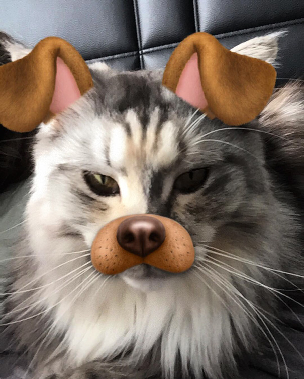 Esses donos resolveram dar uma zuadinha básica no Snap e testaram os filtros mais loucos nos pets. Muito amor, né?