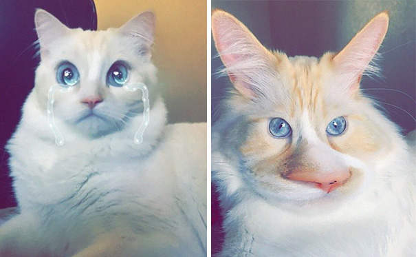 Esses donos resolveram dar uma zuadinha básica no Snap e testaram os filtros mais loucos nos pets. Muito amor, né?