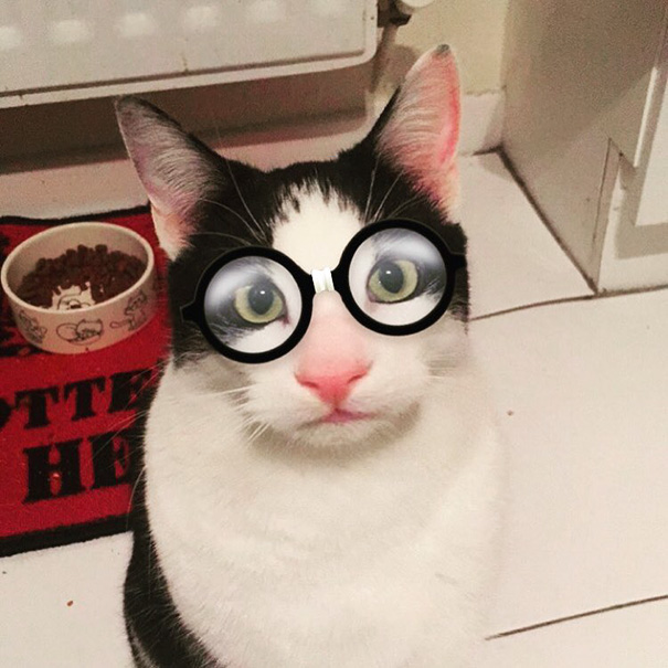 Esses donos resolveram dar uma zuadinha básica no Snap e testaram os filtros mais loucos nos pets. Muito amor, né?